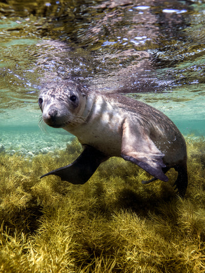 AUSTRALIAN SEA LIONS